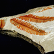 Image for article titled It's A Blast To The Prehistoric Past For National Fossil Day